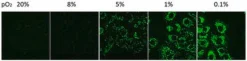 Биотрекер 520 Green Hypoxia Dye, флуоресцентный краситель для гипоксии в живых клетках
