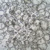 3dGRO® колоректальные интестинальные органоиды, возраст 21 (Prep 87-C)