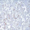 Антитело моноклональное мышиное CD163 (MRQ-26)