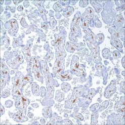 Антитело моноклональное мышиное CD163 (MRQ-26)