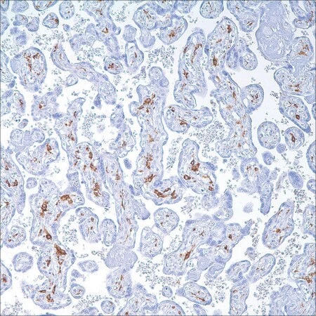 Антитело моноклональное мышиное CD163 (MRQ-26)