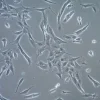 Линия клеток аденокарциномы молочной железы мыши TS/A