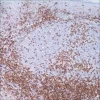 Антитело CD4 (SP35) моноклональное кроличье