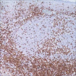 Антитело CD4 (SP35) моноклональное кроличье