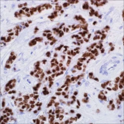 Антитело мышиное моноклональное GATA3 (L50-823)