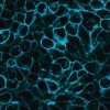 BioTracker 400 Blue цитоплазматический мембранный краситель, 250 мкл