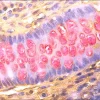Контрольные слайды TISSUE-TROL™, муцин, ткань кишечника человека
