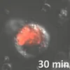 Биотрекер 574 Red HOCL Dye, лиофилизат