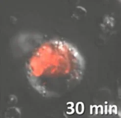 Биотрекер 574 Red HOCL Dye, лиофилизат