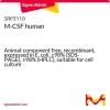 M-CSF человека, рекомбинантный, экспрессирован в E. coli