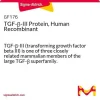 TGF-β-III, человеческий рекомбинантный белок