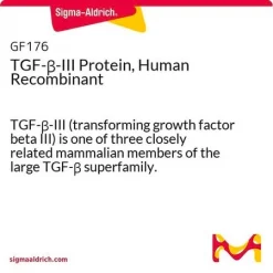 TGF-β-III, человеческий рекомбинантный белок