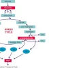 ProClin™ 200 консервант для производства IVD, CMIT/MIT 1,5%, 400 мл