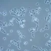Клеточная линия плоскоклеточной карциномы UM-SCC-22A