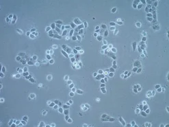 Клеточная линия плоскоклеточной карциномы UM-SCC-22A