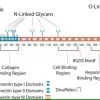 Фибронектин из плазмы человека, лиофилизированный порошок, BioReagent, для клеточных культур, ≥95% (SDS-PAGE)