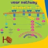 VEGF165, рекомбинантный, экспрессирован в клетках HEK 293, для клеточных культур