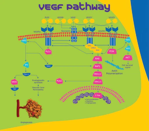 VEGF165, рекомбинантный, экспрессирован в клетках HEK 293, для клеточных культур