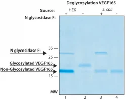 VEGF165, рекомбинантный, экспрессирован в клетках HEK 293, для клеточных культур