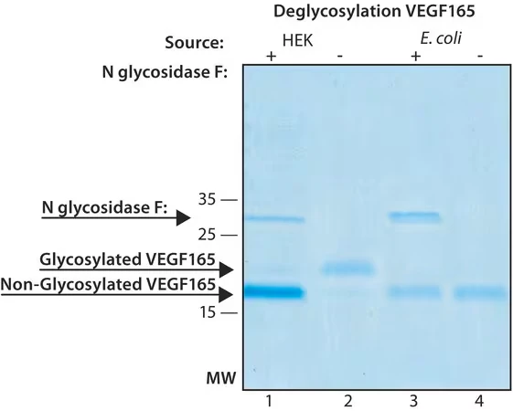 VEGF165, рекомбинантный, экспрессирован в клетках HEK 293, для клеточных культур