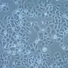 Линия клеток плоскоклеточной карциномы UM-SCC-6