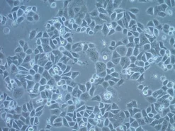 Линия клеток плоскоклеточной карциномы UM-SCC-6