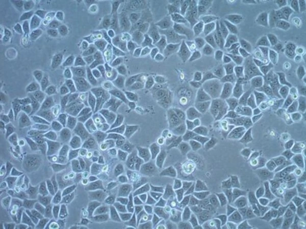 Линия клеток плоскоклеточной карциномы UM-SCC-6