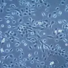 Клеточная линия HSC-3 плоскоклеточной карциномы языка человека
