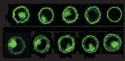 Набор для мечения клеточных мембран PKH67 Green Fluorescent Cell Linker Kit
