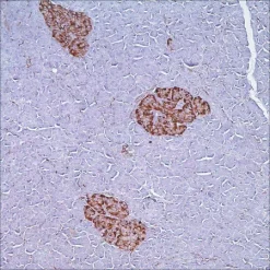 Антитело моноклональное кроличье CD56 (MRQ-42)