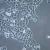 Клеточная линия плоскоклеточной карциномы UM-SCC-1