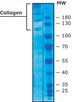 Коллаген IV типа из плаценты человека, порошок, BioReagent, для клеточных культур