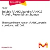 Растворимый лиганд RANK (sRANKL), рекомбинантный человеческий белок