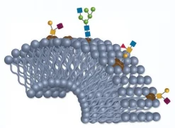 Колонка BIOshell Glycan для ВЭЖХ, 10 см × 2,1 мм, 2,7 мкм