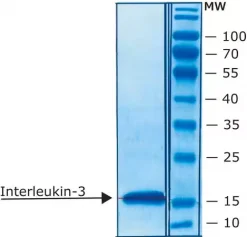 Интерлейкин-3 мышиный, рекомбинантный, экспрессированный в E. coli, лиофилизированный порошок