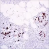 Соматостатин (EP130), моноклональное антитело кролика, первичное антитело