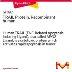 TRAIL (APO2-лиганд), рекомбинантный белок человека