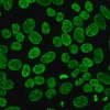 Биотрекер 488 Green Nuclear Dye, флуоресцентный краситель для ядер живых клеток