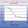 Фактор некроза опухоли-α (TNF-α), рекомбинантный человеческий белок