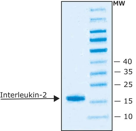 Интерлейкин-2 мышиный, рекомбинантный, экспрессированный в E. coli, лиофилизированный порошок, для клеточных культур