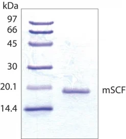 Фактор стволовых клеток мыши, рекомбинантный, экспрессированный в E. coli, порошок