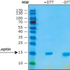 Лептин крысы, рекомбинантный, экспрессированный в E. coli, лиофилизированный порошок