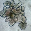 3dGRO® Organoid Freeze Medium, среда для криоконсервации органоидов