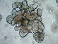 3dGRO® Organoid Freeze Medium, среда для криоконсервации органоидов