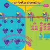 Трансформирующий фактор роста-β1 человека (TGF-β1), рекомбинантный, экспрессированный в клетках CHO, порошок