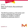 Wnt-5a белок, рекомбинантный мышиный