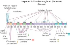 Гепарансульфатпротеогликан (HSPG), из базальной мембраны саркомы мыши