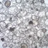 3dGRO® колоректальные интестинальные органоиды, возраст 49 (Prep 81-C)