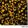 Биотрекер 625 Red GSH Dye, лиофилизат, для визуализации глутатиона в живых клетках