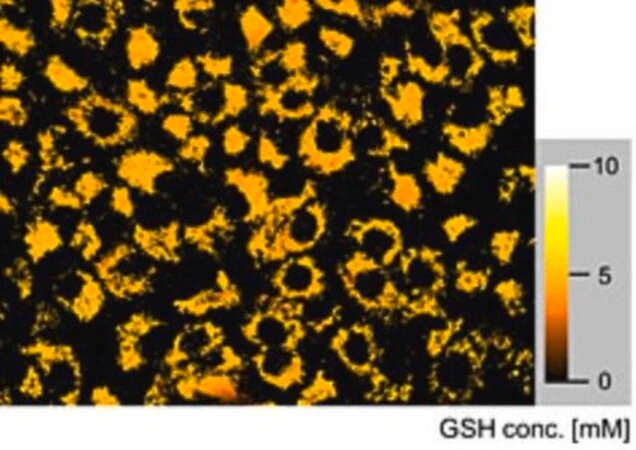 Биотрекер 625 Red GSH Dye, лиофилизат, для визуализации глутатиона в живых клетках